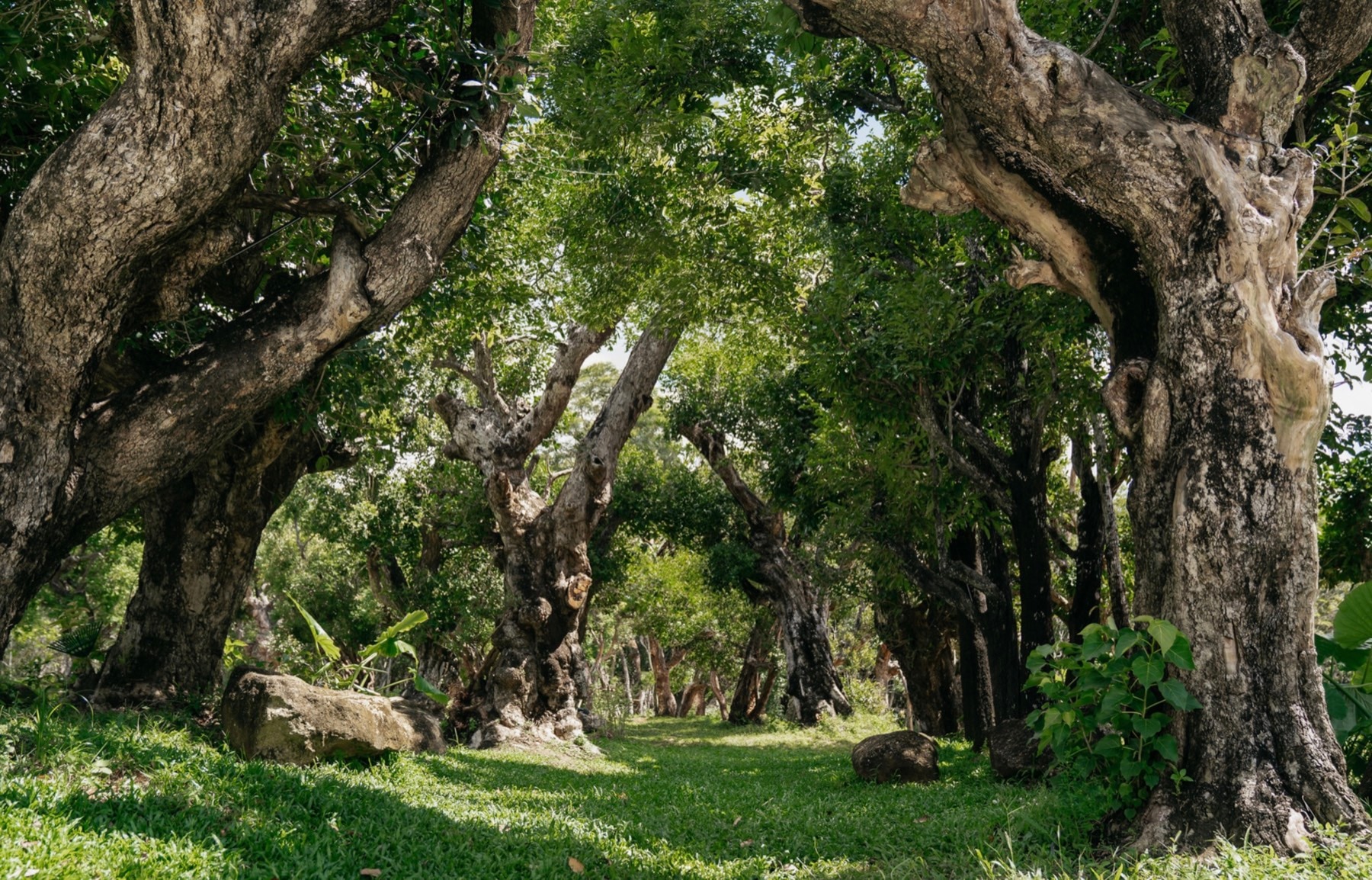Botanica Four Seasons tropical landscape